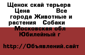 Щенок скай терьера › Цена ­ 20 000 - Все города Животные и растения » Собаки   . Московская обл.,Юбилейный г.